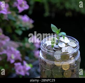 Plante en aviron en pot d'argent ou de pièces d'épargne. Concept de croissance ou d'investissement. Copier l'espace. Banque D'Images