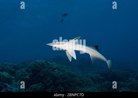 Suckerfish, Echeneis Naucrates, Fakarava, Tuamotu Archipel, Polynésie Française Banque D'Images