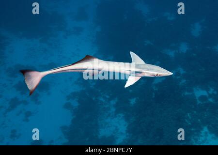 Suckerfish, Echeneis Naucrates, Fakarava, Tuamotu Archipel, Polynésie Française Banque D'Images