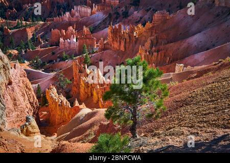 États-Unis, États-Unis d'Amérique, Bryce Canyon, Utah, Sud-Ouest des États-Unis, Banque D'Images