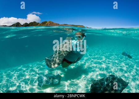 Plongée avec masque et tuba avec whiprie rose dans Lagoon, Pateobatis fai, Moorea, Polynésie française Banque D'Images