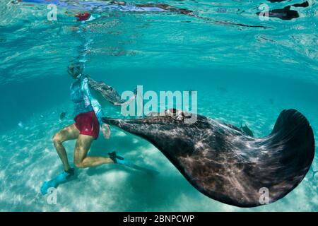 Plongée avec masque et tuba avec whiprie rose dans Lagoon, Pateobatis fai, Moorea, Polynésie française Banque D'Images