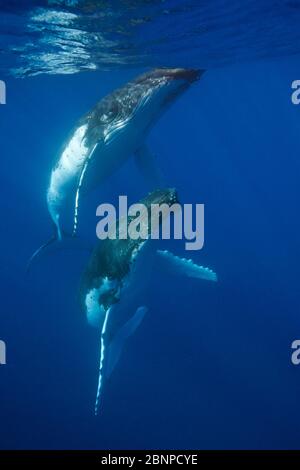 Paire De Baleines À Bosse, Megaptera Novaeangliae, Moorea, Polynésie Française Banque D'Images