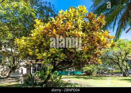 Croton Tree, (Codiaeum variegatum), City Park, Victoria, île de Mahé, Seychelles, Océan Indien, Afrique Banque D'Images