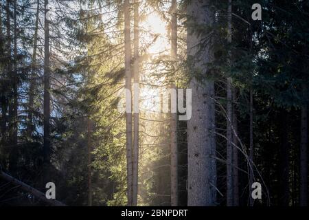 lumière qui filtre à travers les arbres, forêt de conifères, belluno, dolomites Banque D'Images