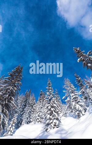 Arbres enneigés et un ciel bleu classique, Belluno, Dolomites, Vénétie, Italie Banque D'Images