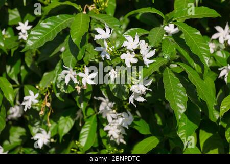 Gros plan de Gerdenia Cope Jasmine - fleurs blanches Banque D'Images