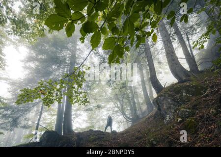 un jeune randonneur explore une forêt de hêtres par un jour sombre, la vallée de san lucano, le taibon agordino, belluno, veneto, italie Banque D'Images