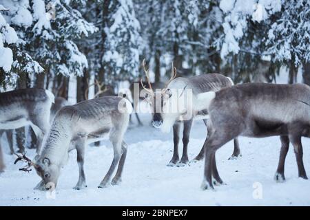 Finlande, Laponie, renne, hiver Banque D'Images