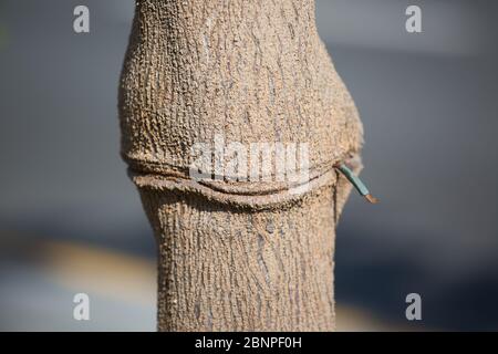 Corde incarné dans un tronc d'arbre. Objet incarné dans un arbre Banque D'Images