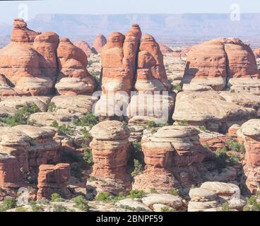 Pinnacles en grès, Chesler Park, The Needles District, Canyonlands National Park, Utah, États-Unis Banque D'Images