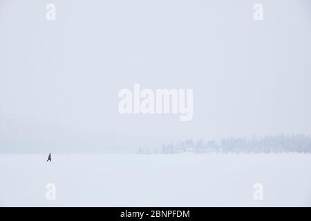 Finnalnd, Laponie, hiver, lac, solitude, gens, randonneurs Banque D'Images