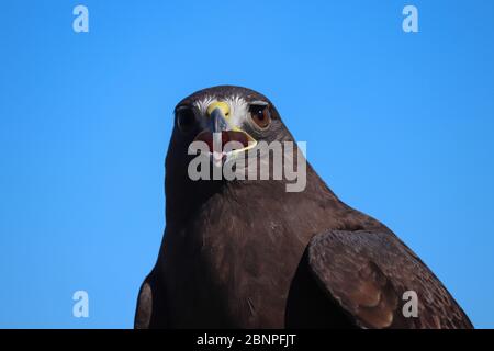 Photo d'un Hawk de Harris (Parabuteo unicinctus), un buteo de taille moyenne populaire pour la fauconnerie. Oiseau brun foncé contre ciel bleu, espace de copie. Banque D'Images