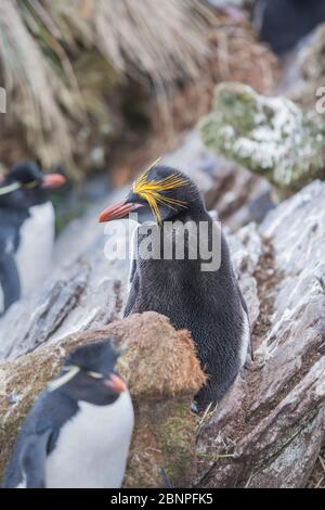 Un manchot de Macaroni (Eudyptes chrysolophus) et un manchot de rockhopper (Eudyptes chrysocome chrysocome) sur un îlot rocheux, East Falkland, îles Falkland, Amérique du Sud Banque D'Images