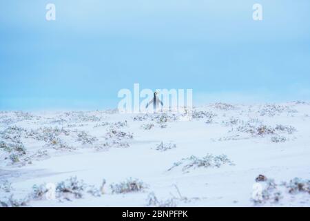 Pingouin roi (Aptenodytes patagonicus) marchant dans une tempête de sable, Volunteer point, East Falkland, îles Falkland, Banque D'Images