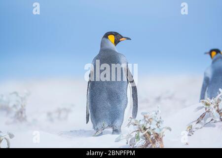 Des pingouins royaux (Aptenodytes patagonicus) se tenant dans une tempête de sable, Volunteer point, Falkland est, îles Falkland, Banque D'Images