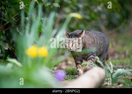 tabby domestique shorthair chat marchant à l'extérieur au printemps temps Banque D'Images