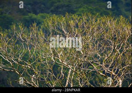 Une magnifique canopée dans la forêt tropicale à la station de Cana, parc national de Darien, province de Darien, République du Panama Banque D'Images