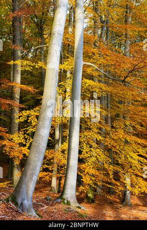 Automne dans la forêt de hêtres Grumsin, patrimoine mondial de l'UNESCO, Angermünde, Uckermark, Brandebourg, Allemagne Banque D'Images