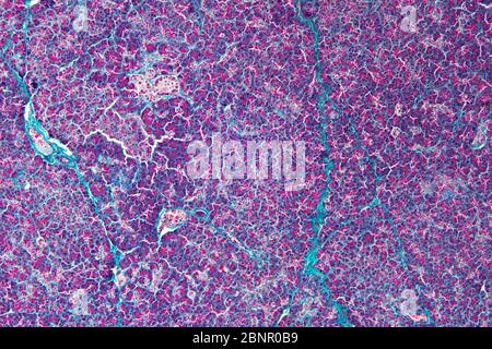 Histologie humaine, section du pancréas, photomicrographe lumineux Banque D'Images