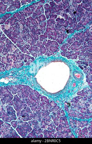 Histologie humaine, section du pancréas, photomicrographe lumineux Banque D'Images