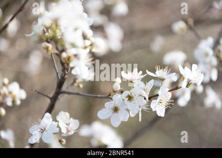 Cerise sauvage à fleurs, cerise d'oiseau, Prunus avium Banque D'Images