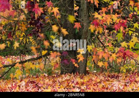 Europe, Allemagne, Hesse, Marburg, jardin botanique de l'Université de Philipps, gomme sucrée dans les feuilles d'automne Banque D'Images