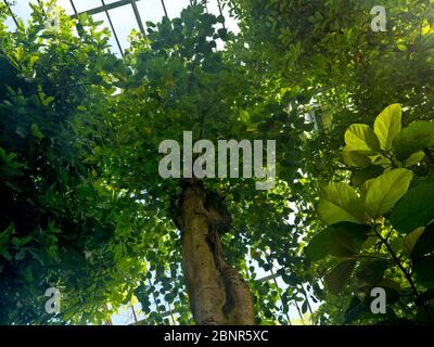 Europe, Allemagne, Hesse, Marburg, jardin botanique de l'Université de Philipps, vivaces dans la maison tropicale Banque D'Images