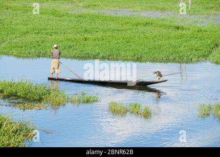 Lac Inle Myanmar - 2 novembre 2013; l'homme se tient dans une longue chauve-souris traditionnelle avec un pôle dans le canal entre les mauvaises herbes aquatiques vertes. Banque D'Images
