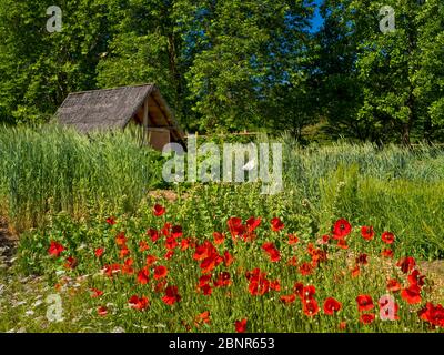 Europe, Allemagne, Hesse, Marburg, jardin botanique de l'Université de Philipps, Keltengarten Banque D'Images