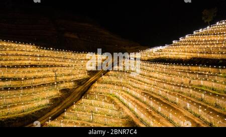 (200516) -- ZHENNING, le 16 mai 2020 (Xinhua) -- dans cette photo aérienne prise le 15 mai 2020, un éclairage artificiel est appliqué pour aider à prolonger les heures de jour dans un verger de fruits dragon dans le village autonome de Bacao, dans le canton de Liangtian, Zhenning Buyi et le comté de Miao, dans la province de Guizhou, au sud-ouest de la Chine. (Xinhua/Tao Liang) Banque D'Images