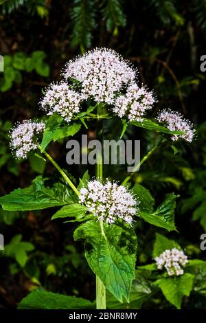 A l'extérieur, près d'une Valeriana pyrenaica (Valérien des Pyrénées) Banque D'Images