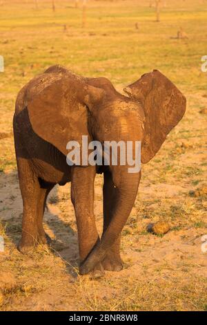 Elefants dans le parc national de Matusadona près du camp de safari de Rhino, Zimbabwe Banque D'Images