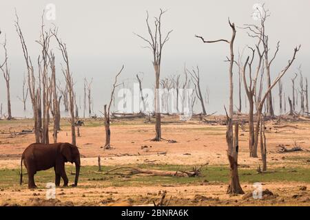 Éléphants dans le parc national de Matusadona Banque D'Images