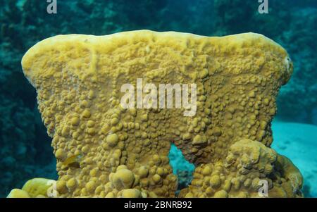 Gros plan du feu corail sous l'eau, Millepora platyphylla, Océan Pacifique, Tahiti, Polynésie française, Océanie Banque D'Images