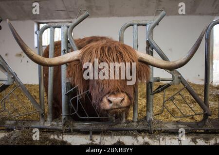 Bétail des Highlands sur Gut Aiderbichl Banque D'Images