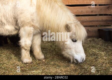 Poney à Gut Aiderbichl Banque D'Images