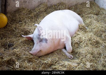 Animaux sauvés à Gut Aiderbichl Banque D'Images