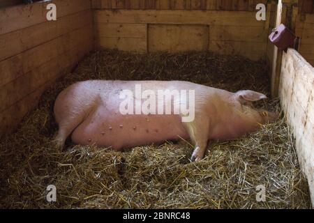 Animaux sauvés à Gut Aiderbichl Banque D'Images