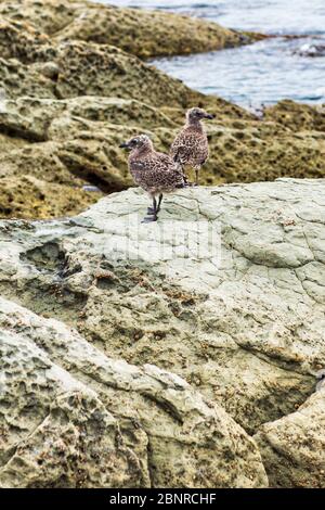 Jeunes mouettes sur les rochers de Kaikoura en Nouvelle-Zélande Banque D'Images