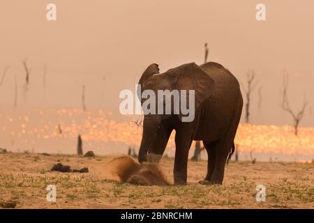 Éléphants dans le parc national de Matusadona Banque D'Images
