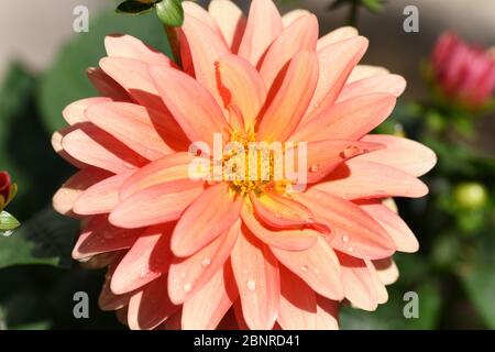 Dahlia rose brillant sous le soleil de l'après-midi Banque D'Images