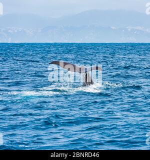 Queue d'un cachalot sur le point de plonger, prise au large de la côte de Kaikoura en Nouvelle-Zélande Banque D'Images