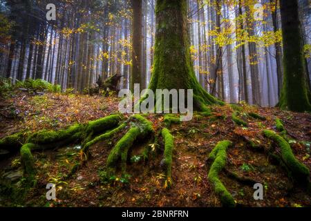 Parc national de Foreste Casentinesi, Badia Prataglia, Toscane, Italie, Europe. Banque D'Images