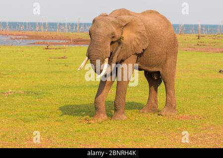 Éléphants dans le parc national de Matusadona Banque D'Images