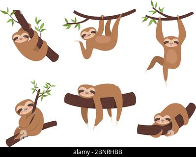 Caractères sloth. Adorable animal endormi sur branche arbre enfant escalade vecteur caricature mascotte Illustration de Vecteur