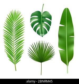 Feuilles tropicales. Jungle vert plante nature réaliste vecteur élément Illustration de Vecteur