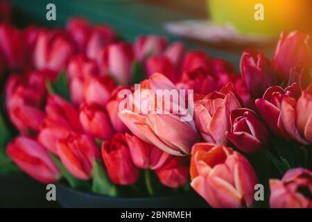 Pile de tulipes rouges dans bouquet de fleurs au marché Banque D'Images