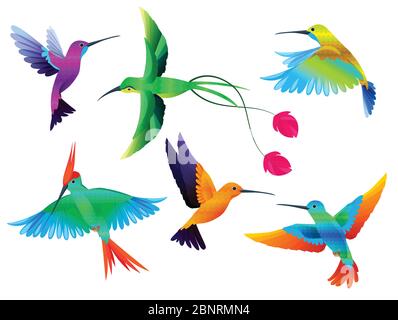 Oiseaux tropicaux. Colibris toucan couleur perroquet oiseaux exotiques zoo caricature collection de vecteur Illustration de Vecteur