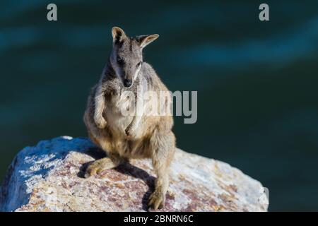 Le soleil de la roche-wallaby alliée (Petrogale assimilis) se couche parmi les roches de la paroi du barrage de Ross River Dam à Townsville, Queensland, Australie. Banque D'Images